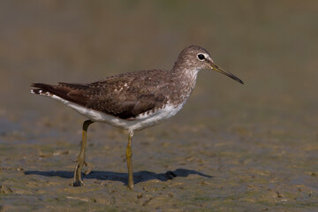 Witgatje; Green Sandpiper; Tringa ochropus