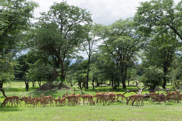 Naklejka na ściany i meble A herd of female and young impalas in Mosi-oa Tunya Nation Park, Zambia, Africa 