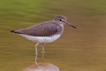 Witgatje; Green Sandpiper; Tringa ochropus