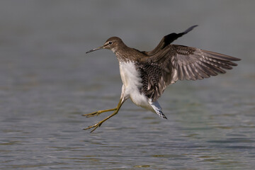 Witgatje; Green Sandpiper; Tringa ochropus