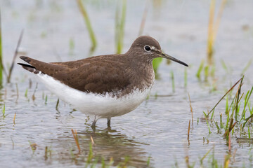 Witgatje; Green Sandpiper; Tringa ochropus
