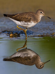 Witgatje; Green Sandpiper; Tringa ochropus