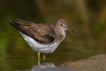Witgatje; Green Sandpiper; Tringa ochropus