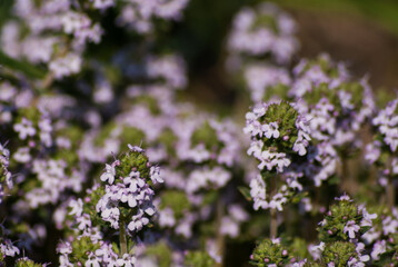 Fleurs de thym