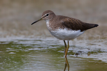 Witgatje; Green Sandpiper; Tringa ochropus