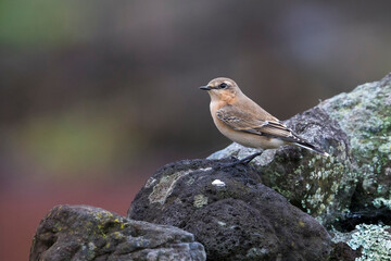 Groenlandse Tapuit; 'Greenland' Northern Wheatear; Oenanthe oena