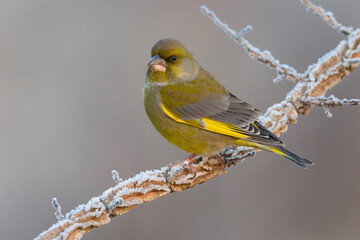 Groenling, Greenfinch; Carduelis chloris