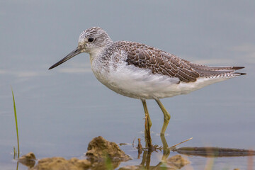 Groenpootruiter, Common Greenshank; Tringa nebularia