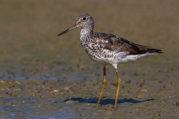 Groenpootruiter, Common Greenshank; Tringa nebularia