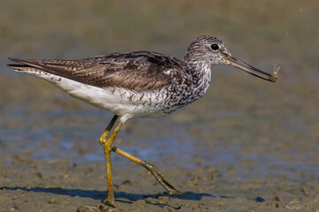 Groenpootruiter, Common Greenshank; Tringa nebularia