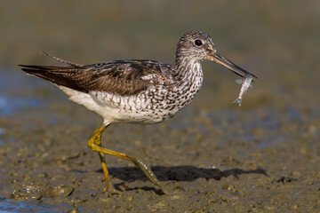 Groenpootruiter, Common Greenshank; Tringa nebularia