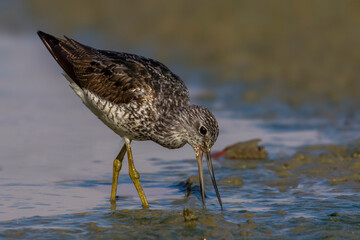 Groenpootruiter, Common Greenshank; Tringa nebularia