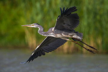 Blauwe Reiger; Grey Heron; Ardea cinerea