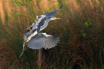 Blauwe Reiger; Grey Heron; Ardea cinerea