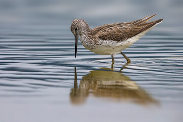 Groenpootruiter; Greenshank; Tringa nebularia