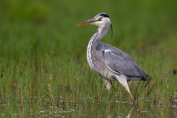 Blauwe Reiger; Grey Heron; Ardea cinerea
