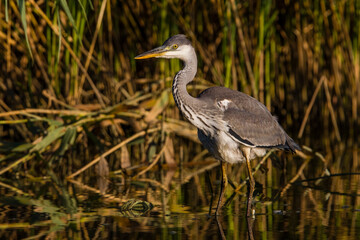 Blauwe Reiger; Grey Heron; Ardea cinerea