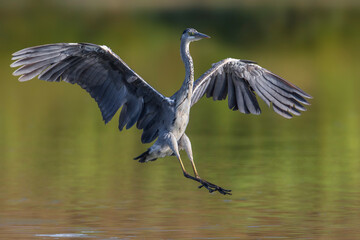 Blauwe Reiger, Grey Heron; Ardea cinerea