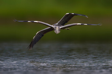 Blauwe Reiger, Grey Heron, Ardea cinerea