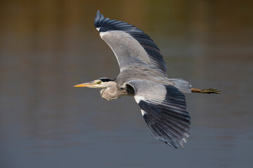 Blauwe Reiger; Grey Heron; Ardea cinerea