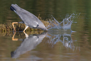 Blauwe Reiger, Grey Heron; Ardea cinerea