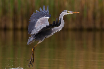 Blauwe Reiger; Grey Heron; Ardea cinerea