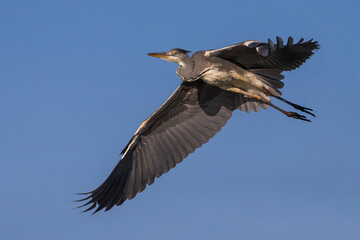 Blauwe Reiger; Grey Heron; Ardea cinerea