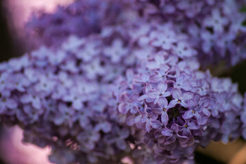 Fleurs de lilas