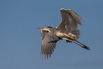 Blauwe Reiger; Grey Heron; Ardea cinerea