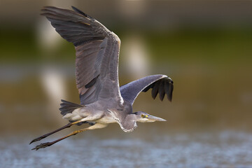 Blauwe Reiger; Grey Heron; Ardea cinerea