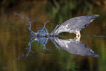 Blauwe Reiger; Grey Heron; Ardea cinerea