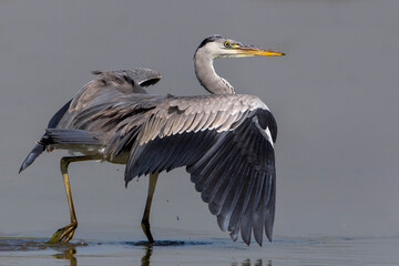 Blauwe Reiger, Grey Heron; Ardea cinerea