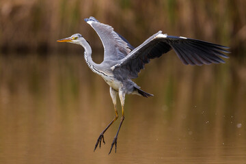 Blauwe Reiger; Grey Heron; Ardea cinerea