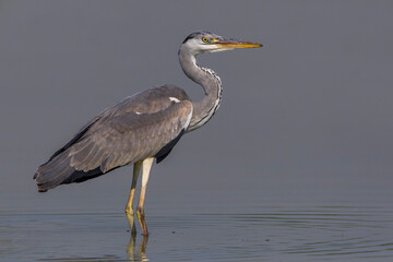 Blauwe Reiger, Grey Heron; Ardea cinerea