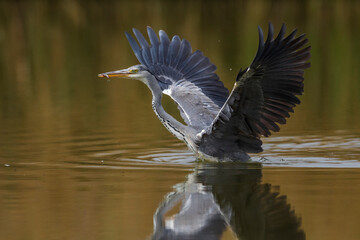 Blauwe Reiger; Grey Heron; Ardea cinerea