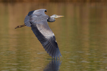 Blauwe Reiger, Grey Heron; Ardea cinerea