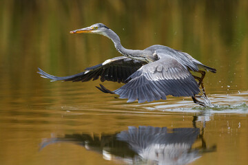 Blauwe Reiger; Grey Heron; Ardea cinerea