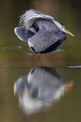 Blauwe Reiger, Grey Heron; Ardea cinerea