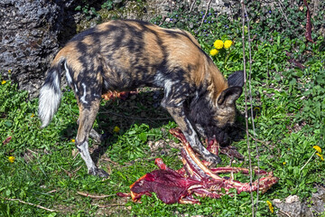 Fototapete bei efototapeten.de bestellen   