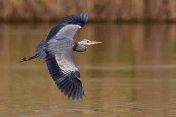 Blauwe Reiger, Grey Heron; Ardea cinerea