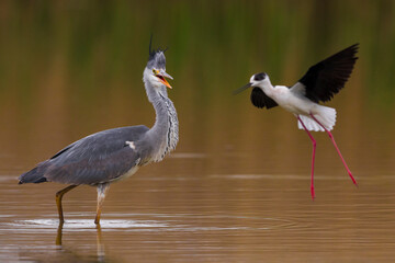 Blauwe Reiger; Grey Heron; Ardea cinerea; Steltkluut; Black-winged Stilt; Himantopus himantopus