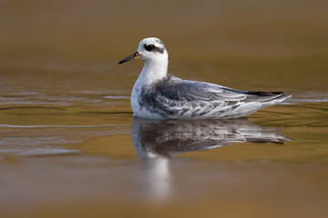 Rosse Franjepoot; Grey Phalarope; Phalaropus fulicarius
