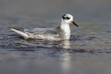 Rosse Franjepoot; Grey Phalarope; Phalaropus fulicarius