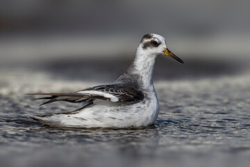 Rosse Franjepoot; Grey Phalarope; Phalaropus fulicarius