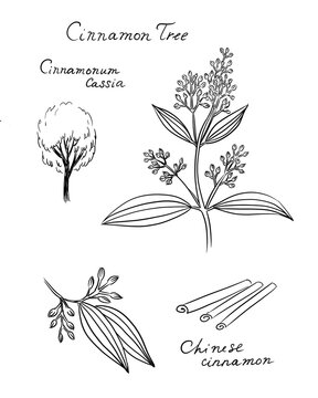 Cinnamomum cassia, called Chinese cassia or Chinese cinnamon -  tree, leaves, flowers, branches, sketch on white background