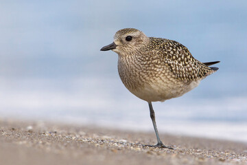 Zilverplevier; Grey Plover; Pluvialis squatarola
