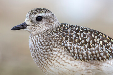 Zilverplevier; Grey Plover; Pluvialis squatarola