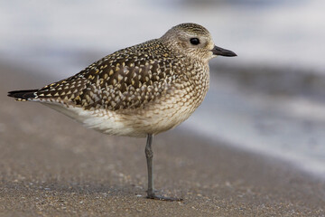 Zilverplevier; Grey Plover; Pluvialis squatarola
