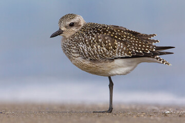 Zilverplevier; Grey Plover; Pluvialis squatarola