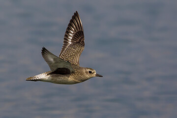 Zilverplevier; Grey Plover; Pluvialis squatarola